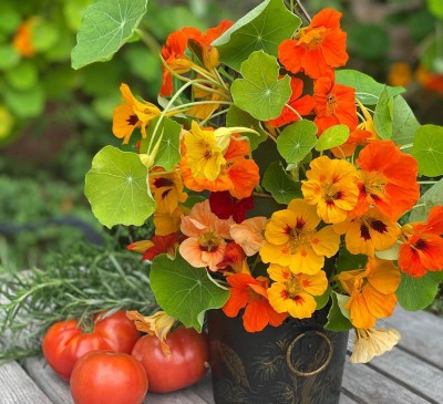 Nasturtium Double Mix